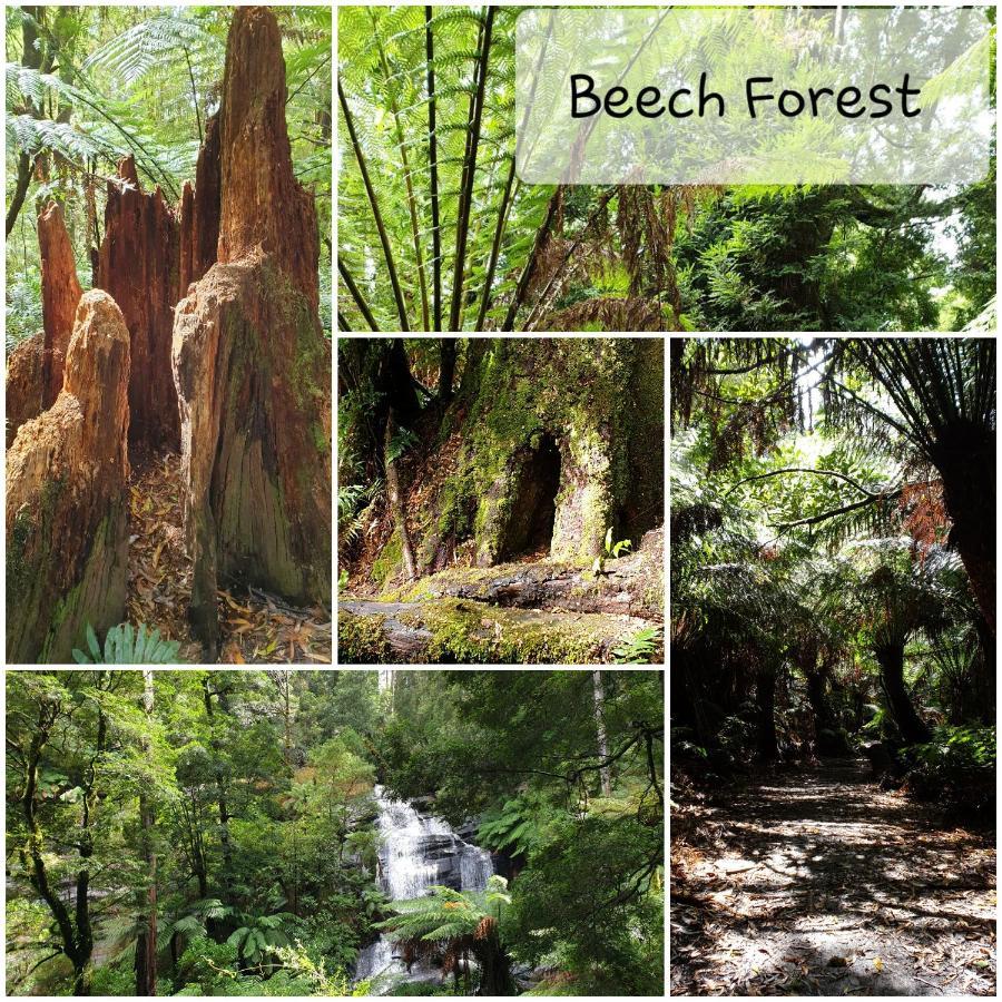 Beech Forest Cozy Otways Accommodation מראה חיצוני תמונה